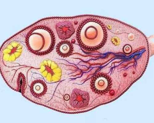 43岁女人怎样排卵生育&那边供卵合法吗,2026韶关市妇幼保健院试管婴儿成功率一