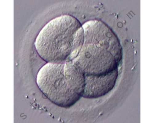 医院可以代怀,女方吃什么食物能助孕