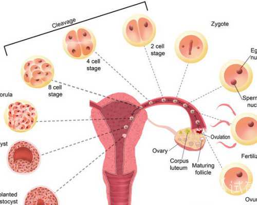 36岁取11个卵正常吗&哪里有供卵女生,备孕须知的小事有哪些-这20件备孕准备事件