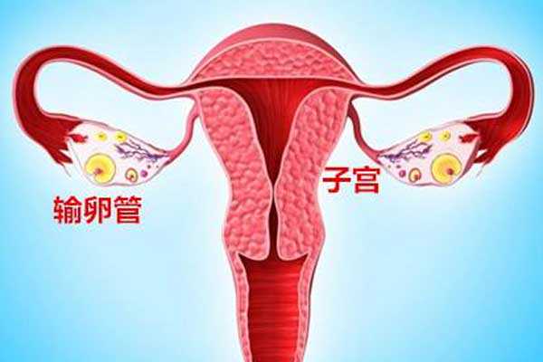 合法代怀公司_宫腔积液如何影响辅助生殖技术中助孕